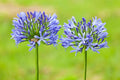Lily of the Nile-Agapanthus Africanus-3 bulbs