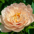 Canary Brillants Itoh Peony-1 bareroot plant