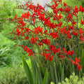 Crocosmia 'Lucifer'-10 corms