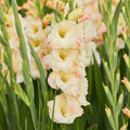 Gladiolus Mon Amour-10 corms