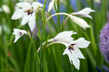 Gladiolus Muriliae-20 bulbs