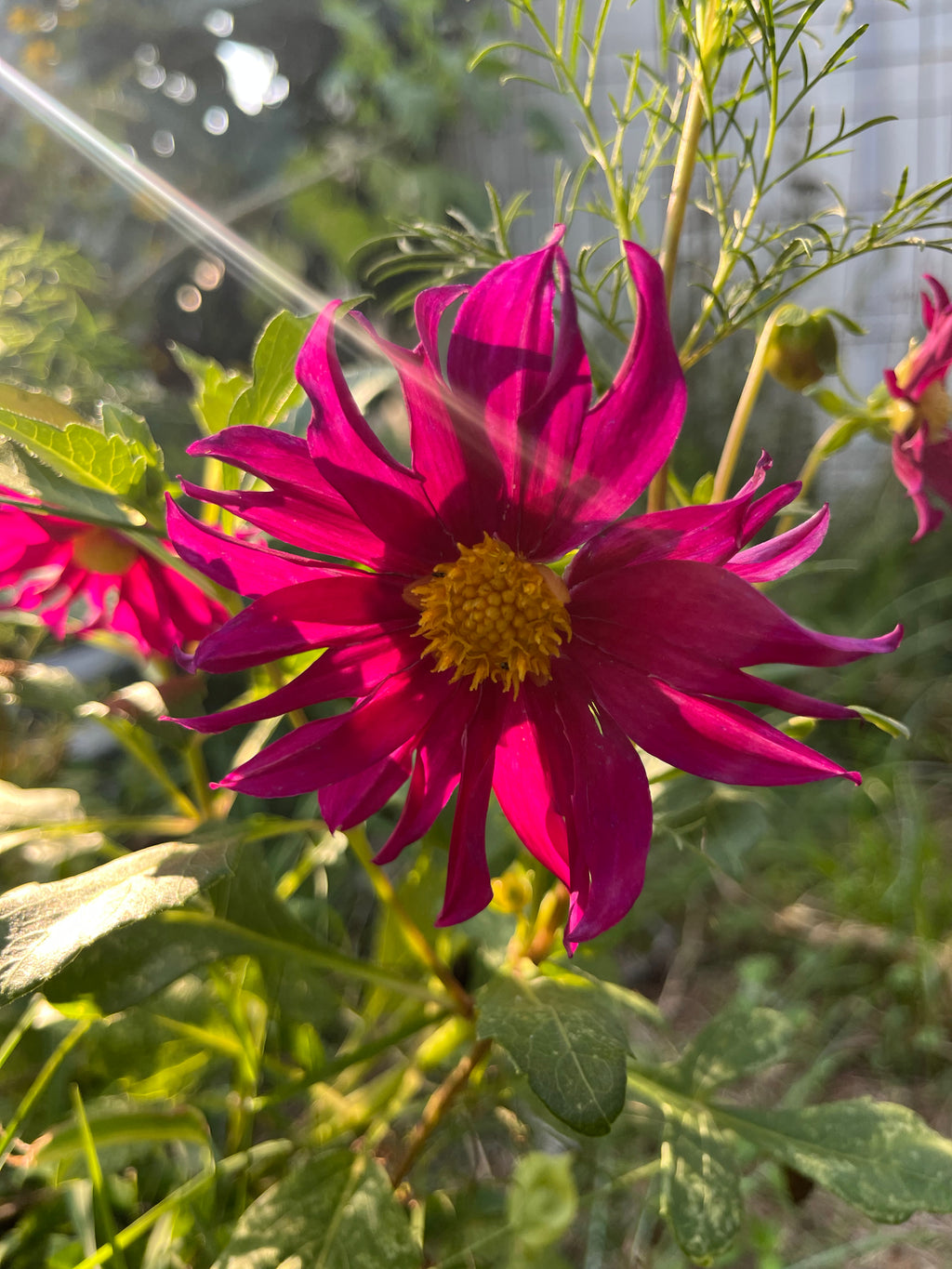Open Pollinated Dahlia Seeds