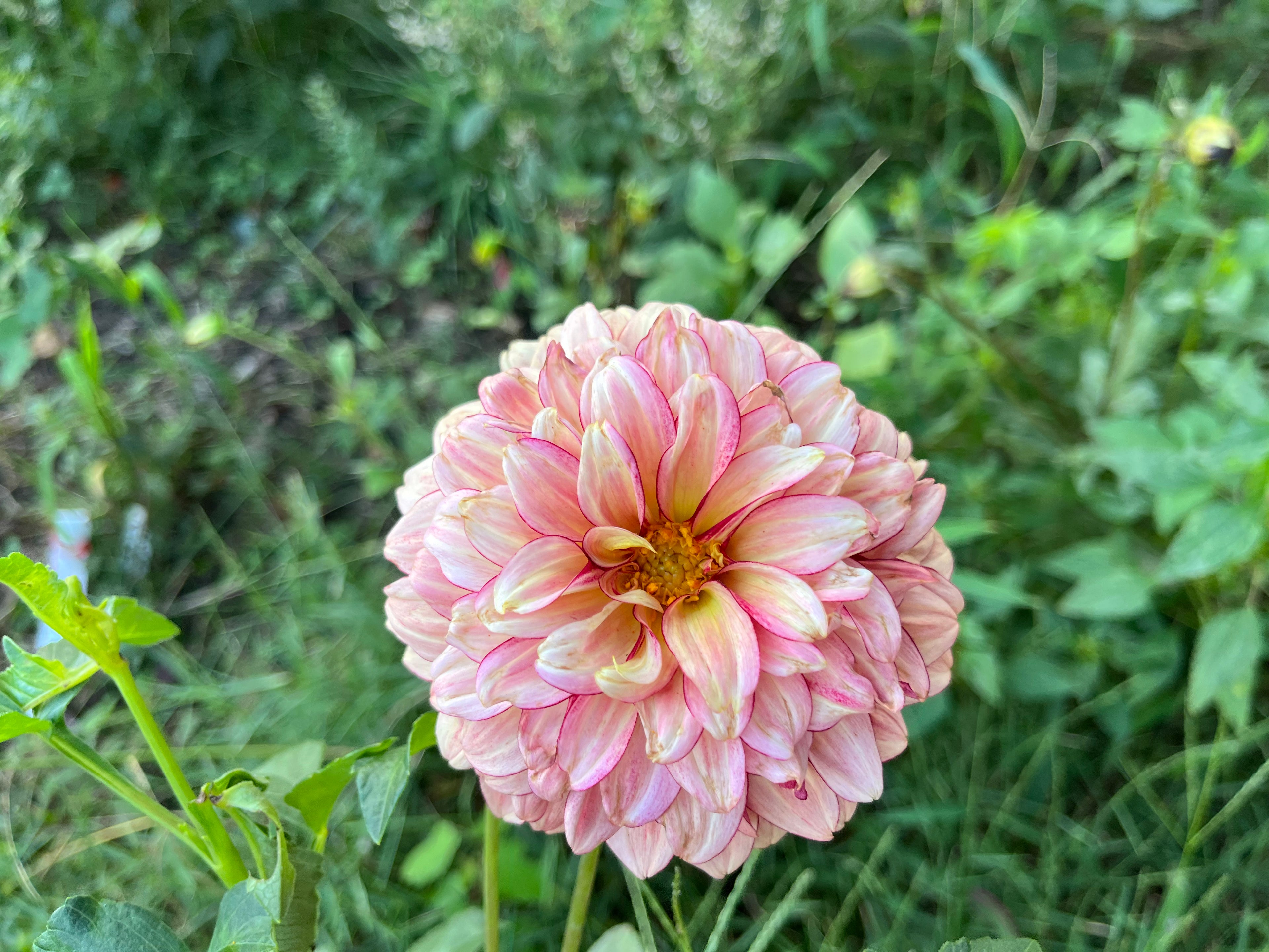 Open Pollinated Dahlia Seeds