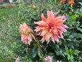 Open Pollinated Dahlia Seeds