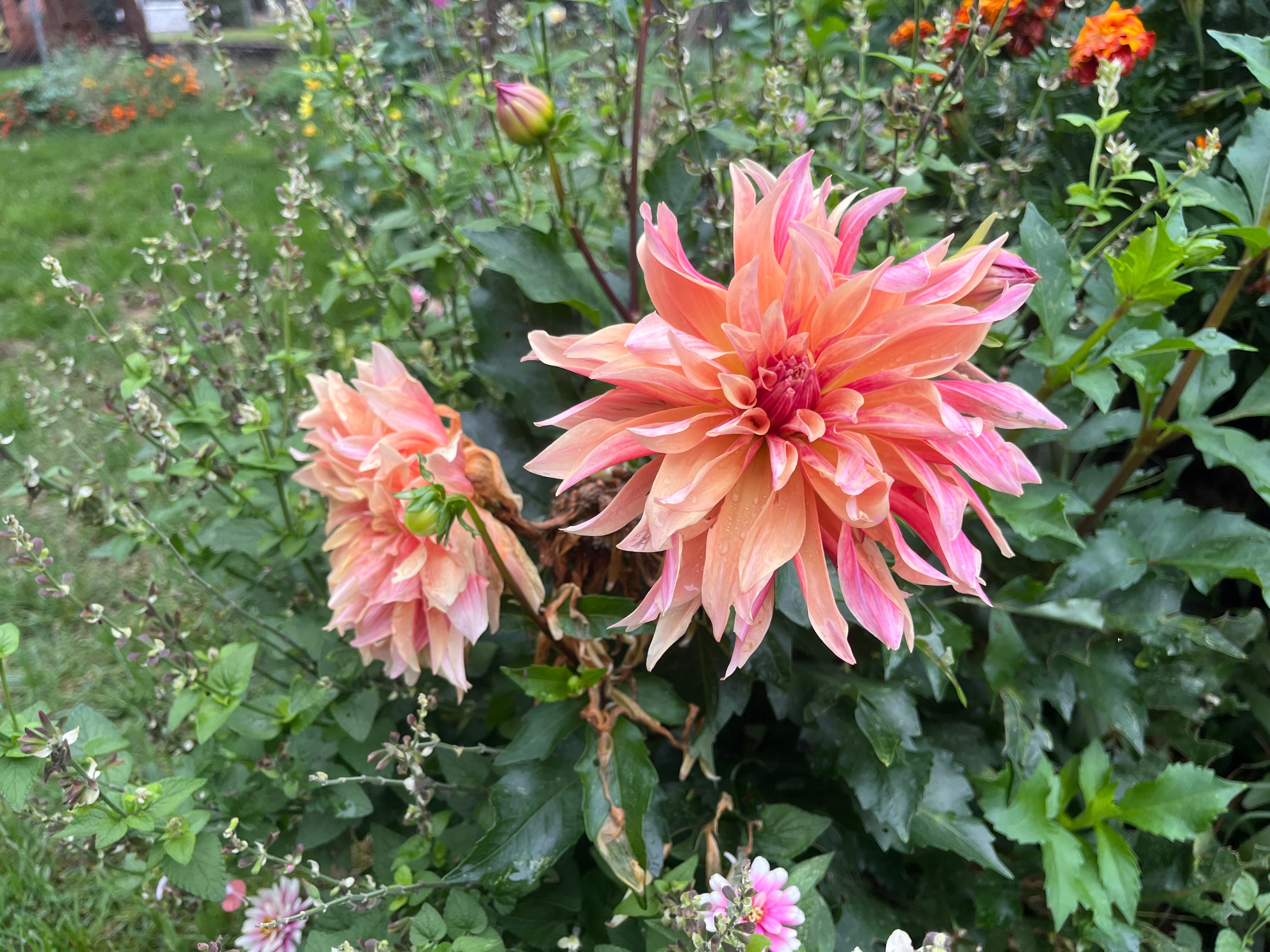 Open Pollinated Dahlia Seeds