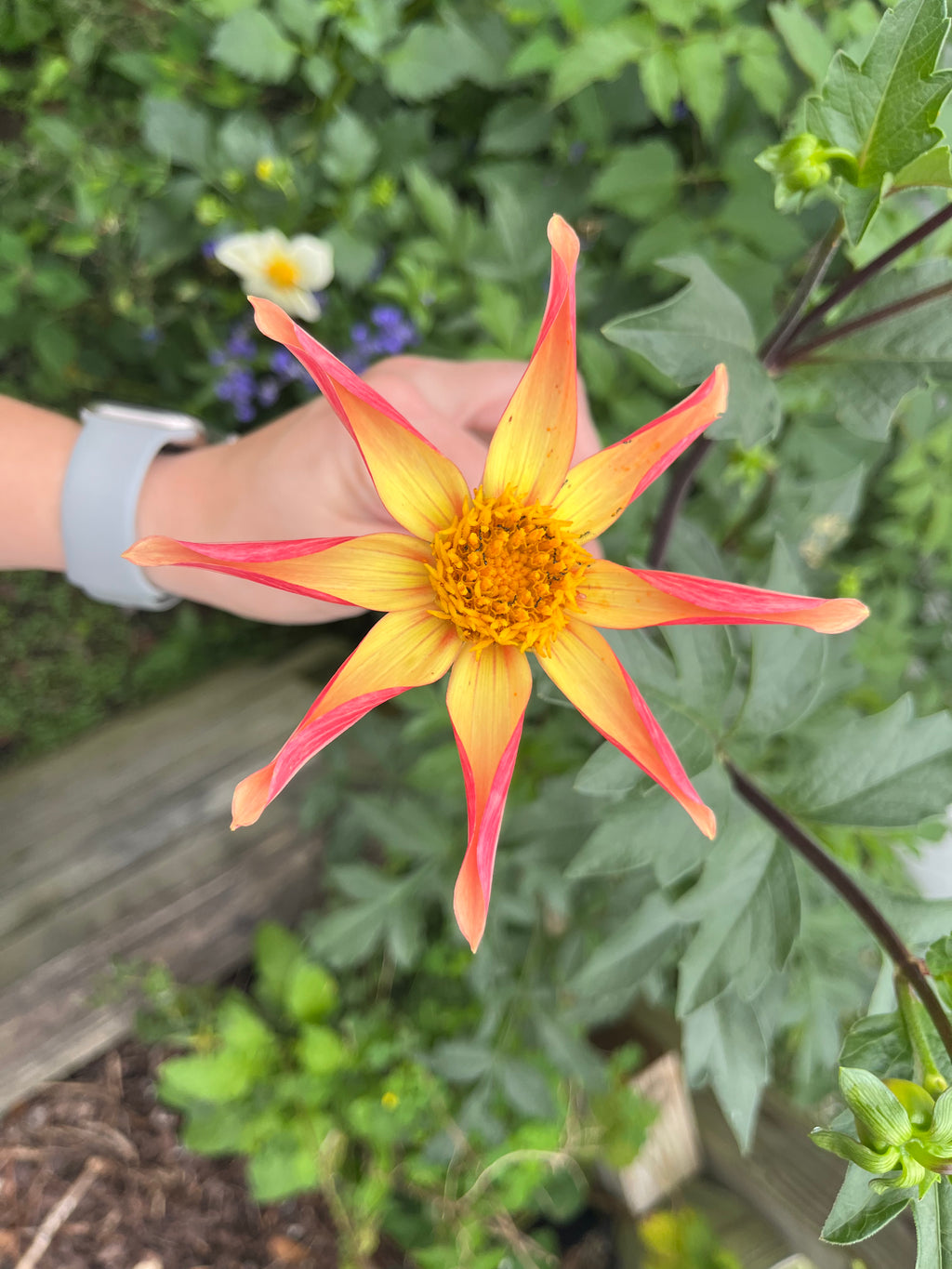 Open Pollinated Dahlia Seeds