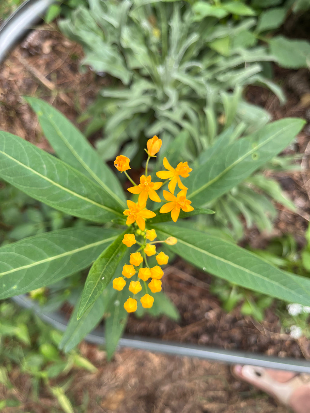 Tropical Milkweed Seeds