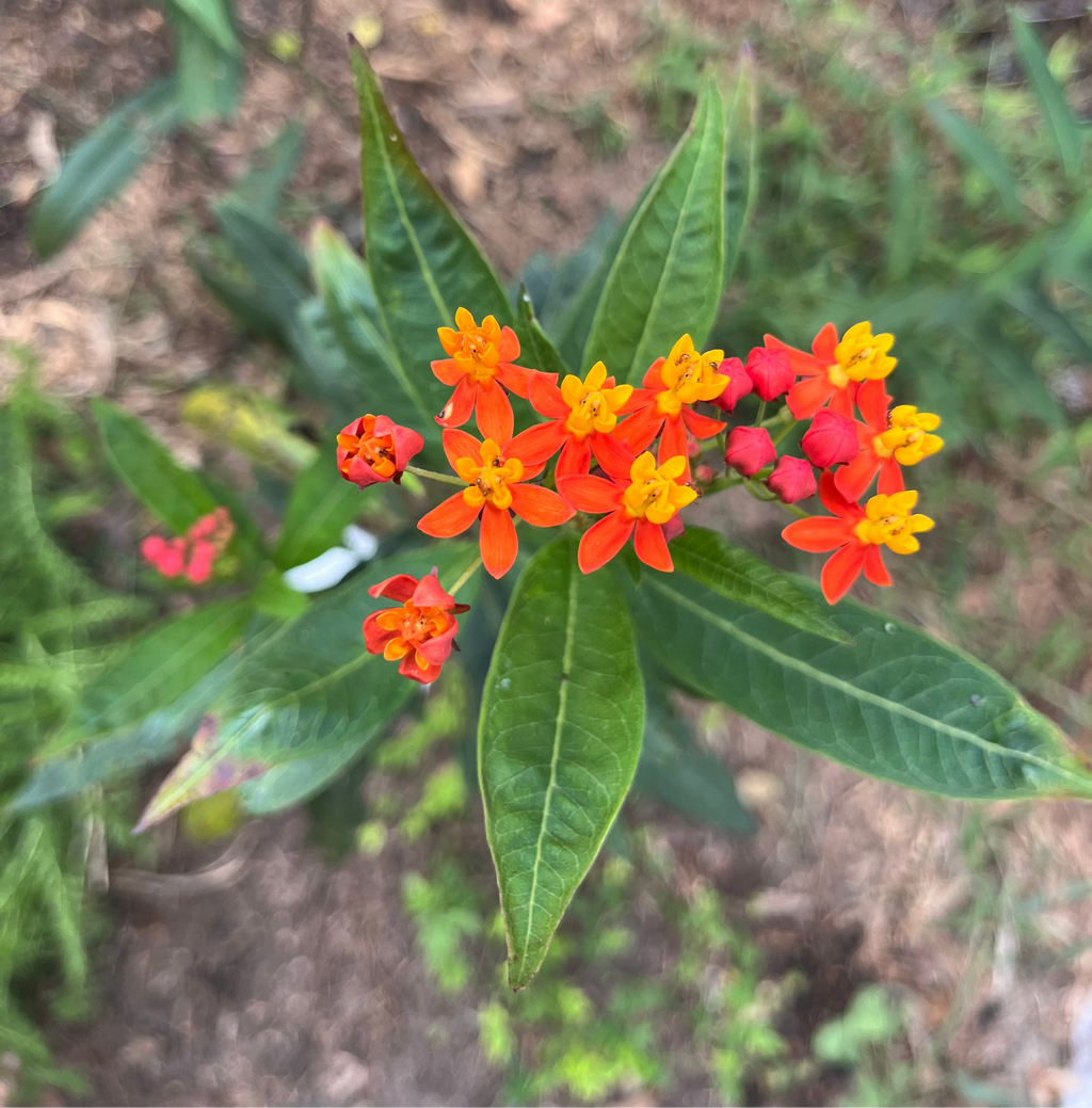 Tropical Milkweed Seeds