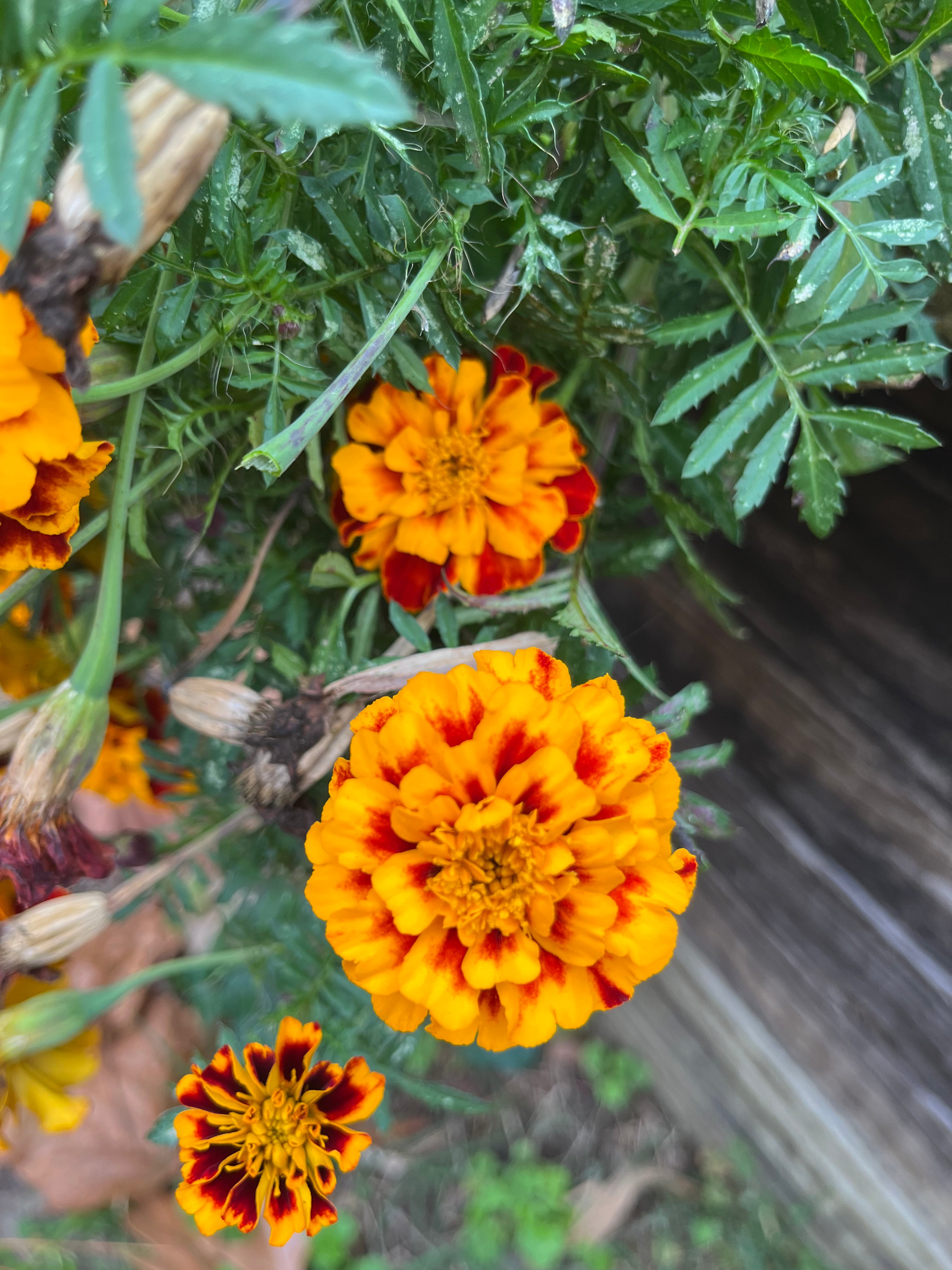 African Marigold Seeds