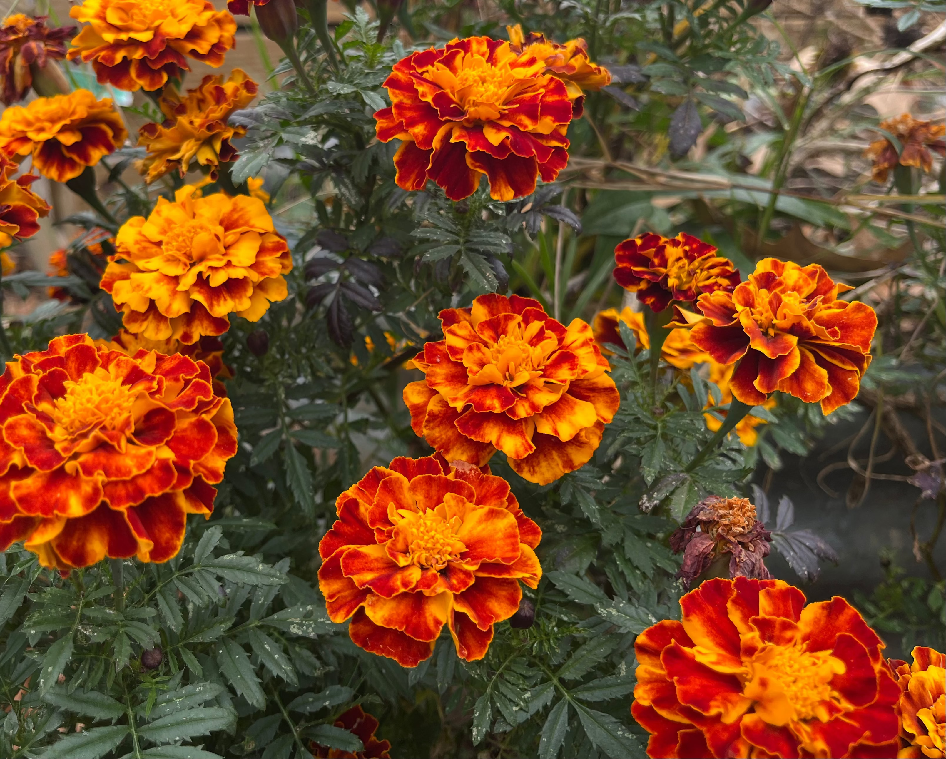African Marigold Seeds