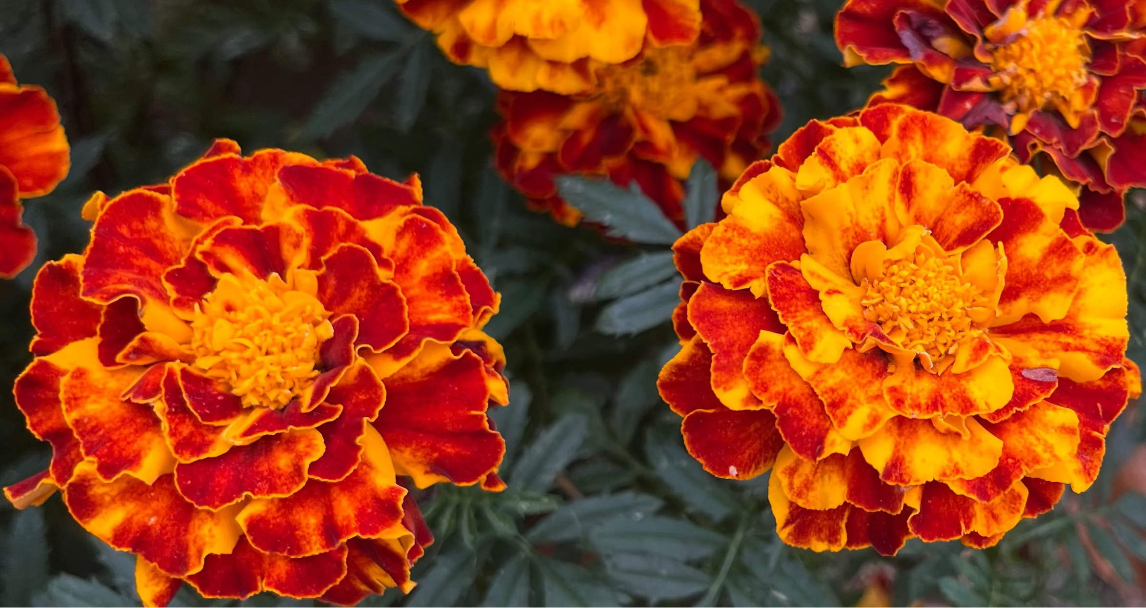 African Marigold Seeds