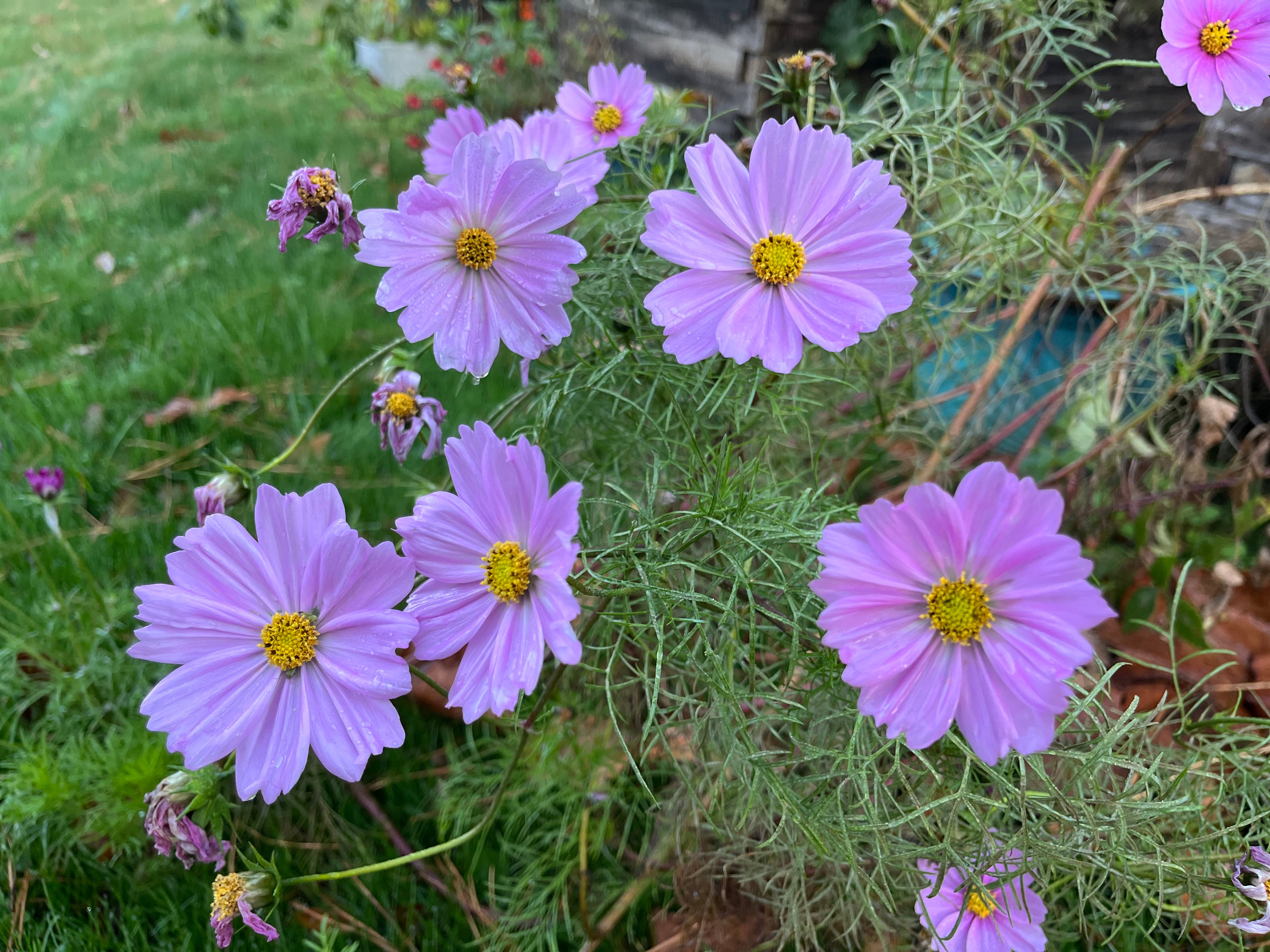 Light Pink Cosmos