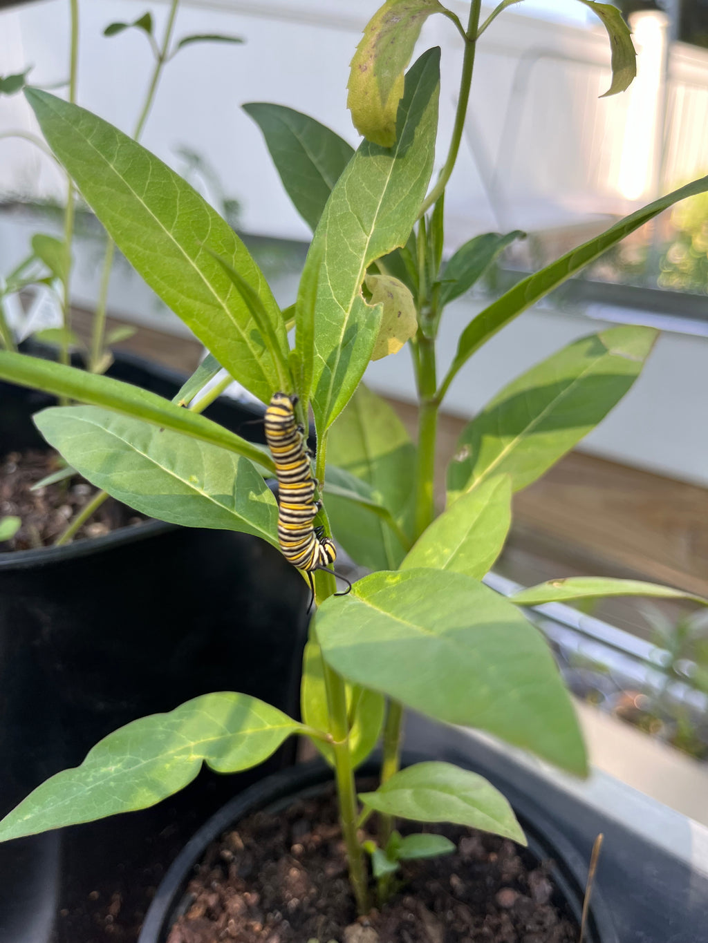 Tropical Milkweed Seeds