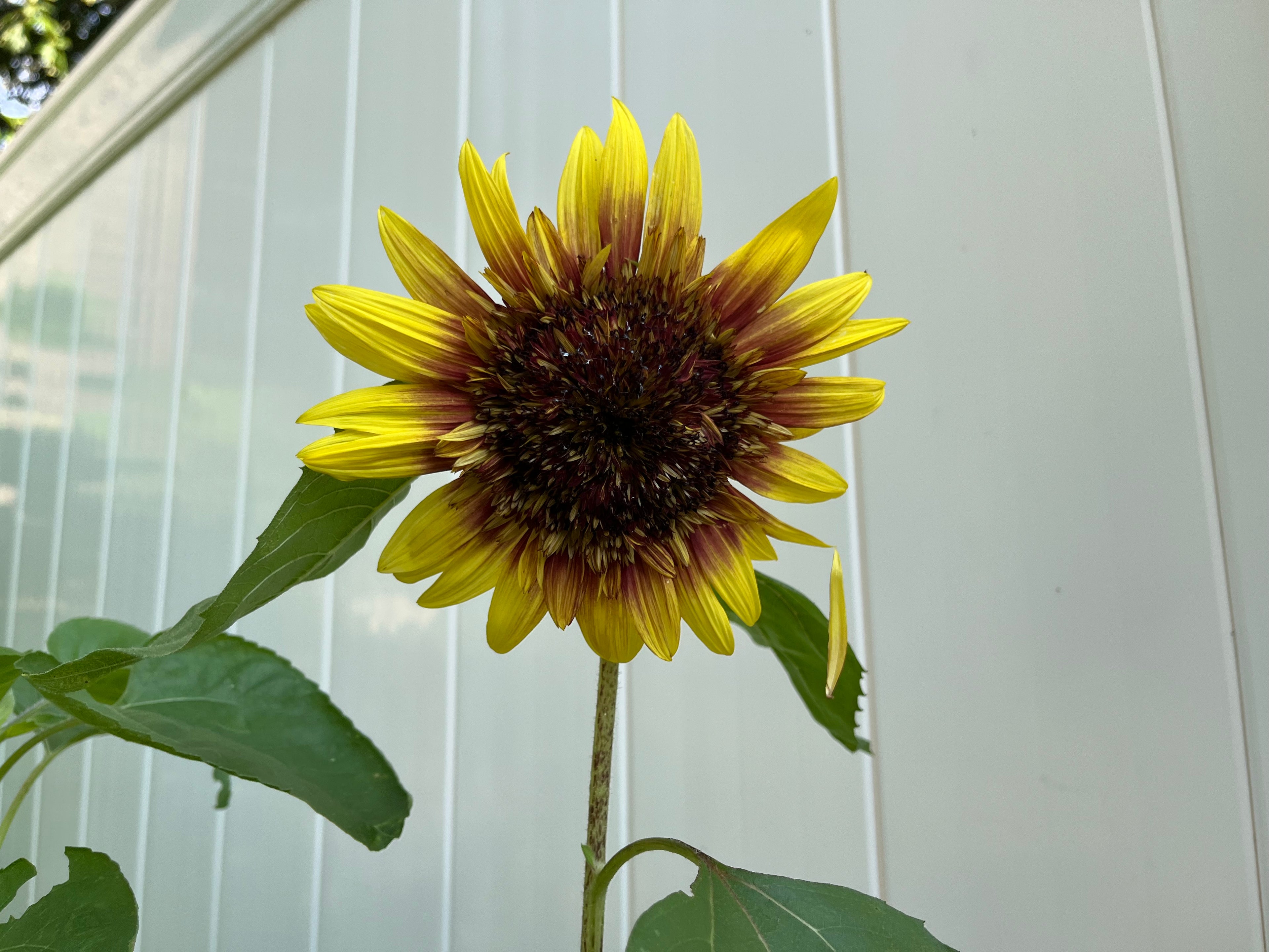 Sunflower Steve’s Van Gogh Mix, 2nd Gen Seeds