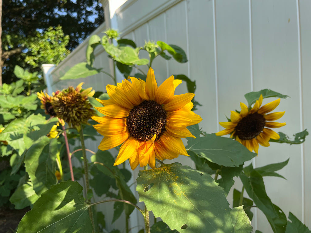 Sunflower Steve’s Van Gogh Mix, 2nd Gen Seeds
