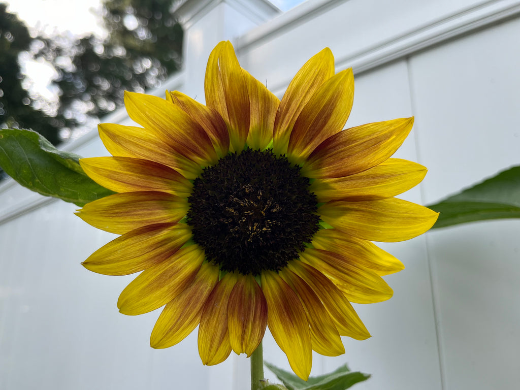 Sunflower Steve’s Van Gogh Mix, 2nd Gen Seeds