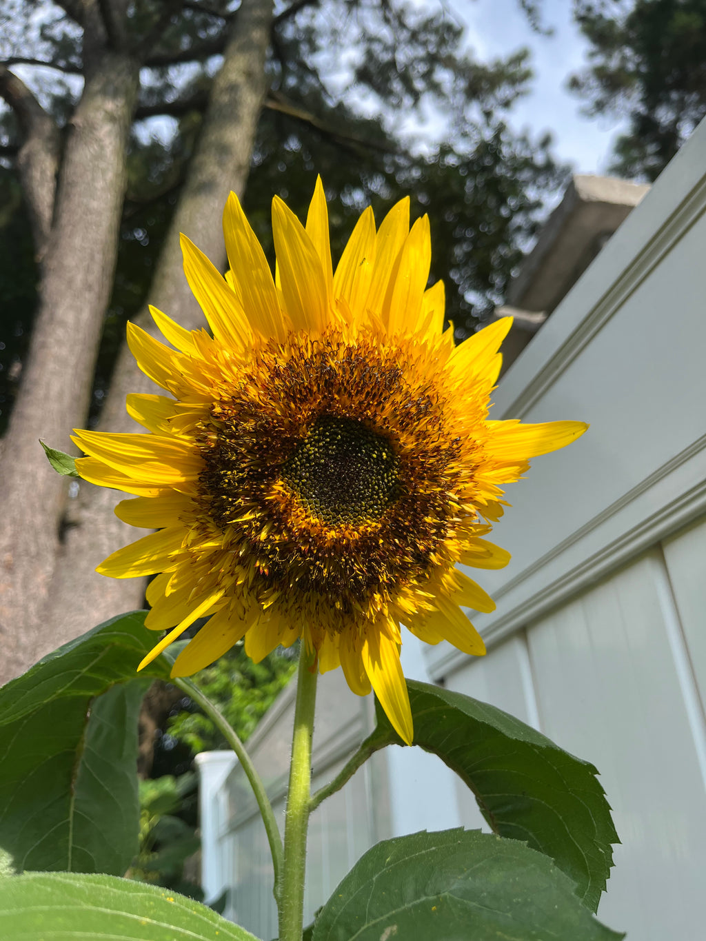 Sunflower Steve’s Van Gogh Mix, 2nd Gen Seeds