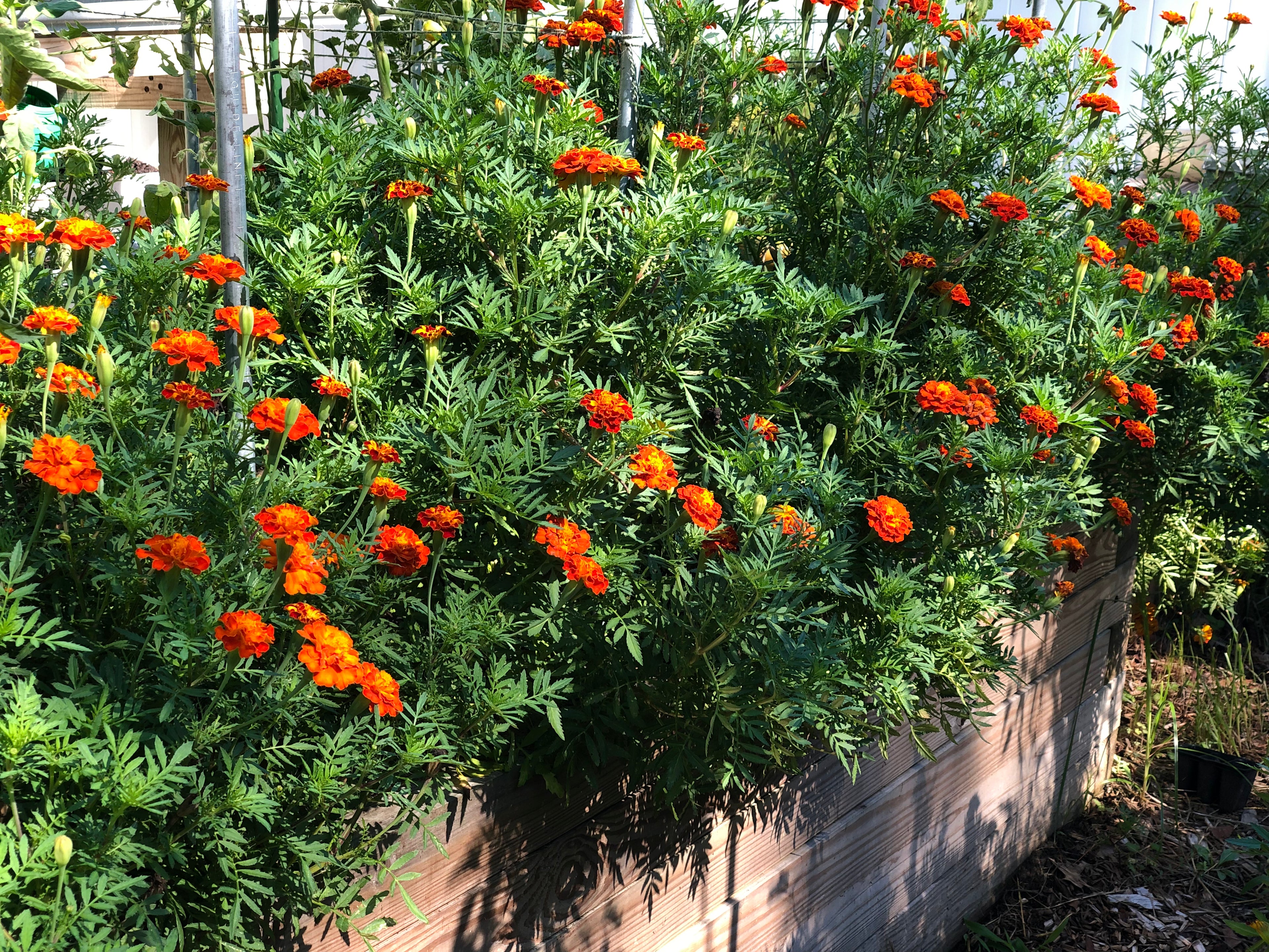 African Marigold Seeds