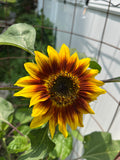 Sunflower Steve’s Van Gogh Mix, 2nd Gen Seeds