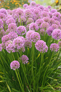 Allium Millenium-5 bulbs