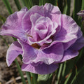 'Pink Parfait' Iris-3 rhizomes