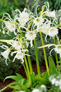 Spiderlily Festalis-5 bulbs